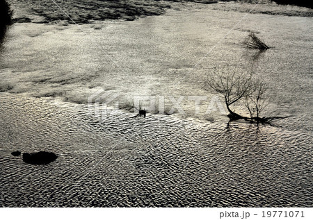 白鳥飛来地鶯野の風景 19771071