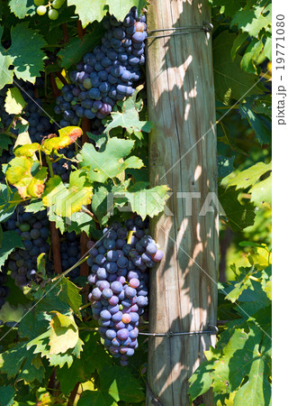 Black Grape Italy Black Grape Italy 19771080