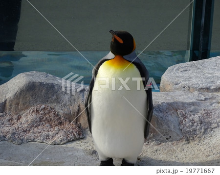 オウサマペンギン 正面の写真素材