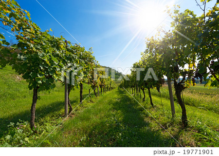 Italian Vineyards with Sun Rays 19771901