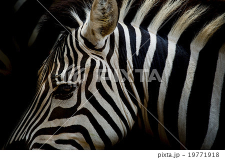 A Headshot of a Burchell's Zebra 19771918