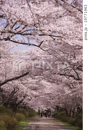 北上展勝地の桜 19771965