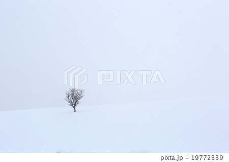 一本の木 19772339