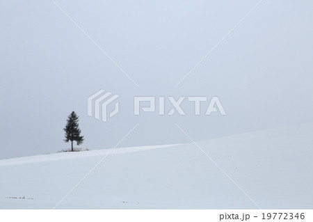 一本の木 19772346