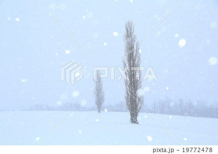 雪降る丘 19772478