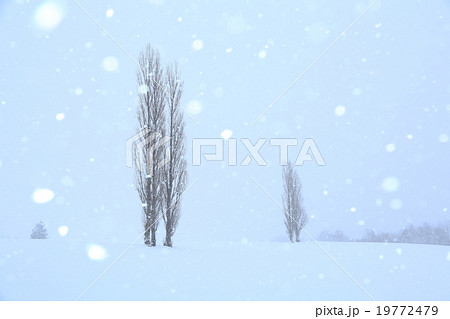 雪降る丘 19772479