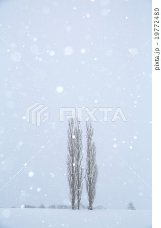 雪降る丘 19772480