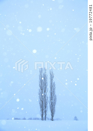雪降る丘 雪降る丘 19772481