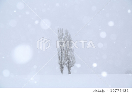 雪降る丘 19772482
