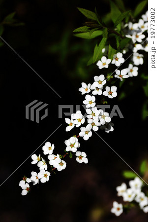 ユキヤナギの小さな花が咲きました 19773002