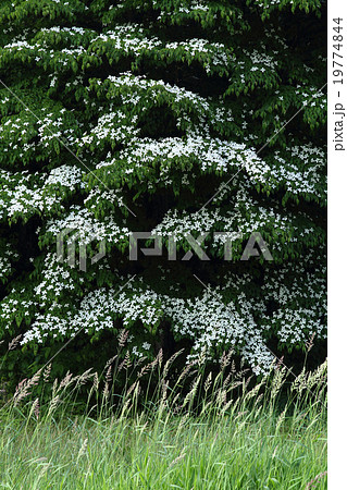 ヤマボウシ満開 19774844