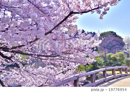 和風の橋と青空と桜の写真素材