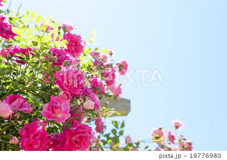 薔薇 薔薇 19776980