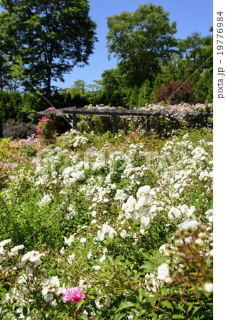 ローズガーデン ローズガーデン 19776984