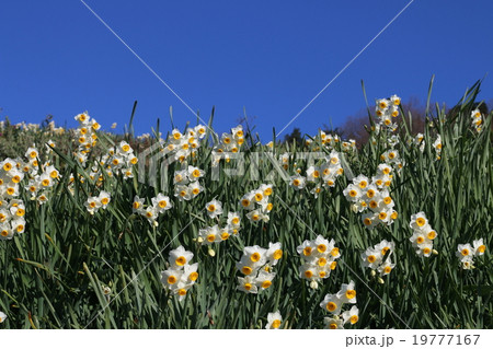 スイセン 19777167