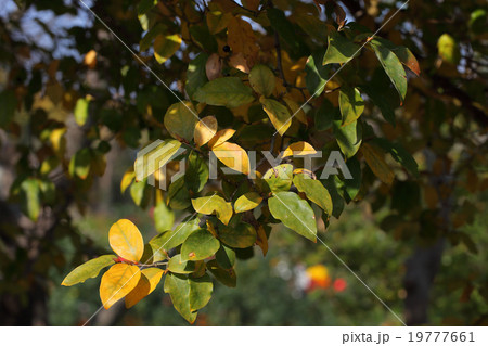 ヤマコウバシの冬芽と黄葉 19777661