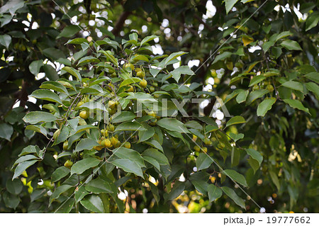 ヒゼンマユミの青い実 ヒゼンマユミの青い実 19777662