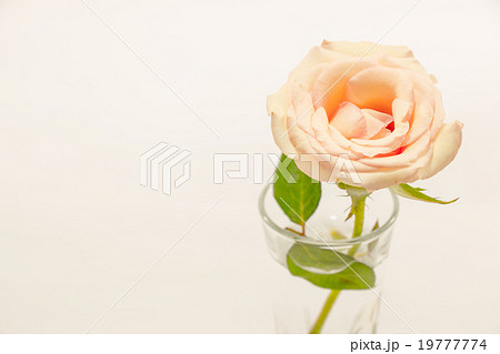 Pink Rose, Engage ring with love in Valentines Day Pink Rose, Engage ring with love in Valentines Day 19777774