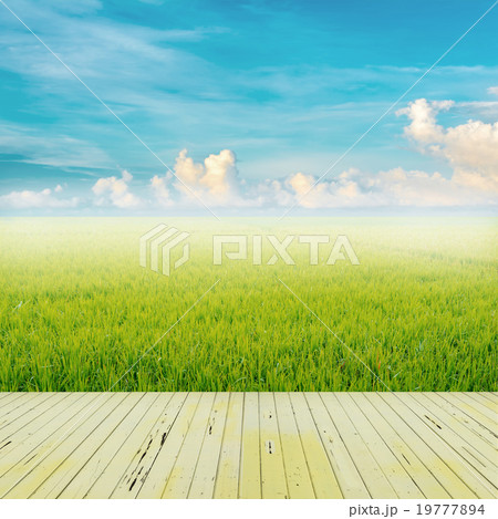 rice field and blue sky rice field and blue sky 19777894