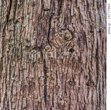 Close up shot of brown tree bark Texture. Close up shot of brown tree bark Texture. 19777960