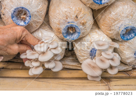 old woman hand picking Pleurotus sajor-caju mushroom in farm old woman hand picking Pleurotus sajor-caju mushroom in farm 19778023