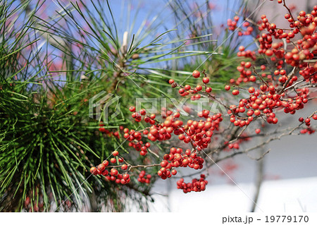 松の葉と南天 19779170