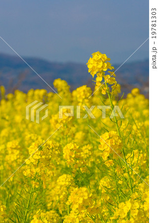 菜の花 19781303