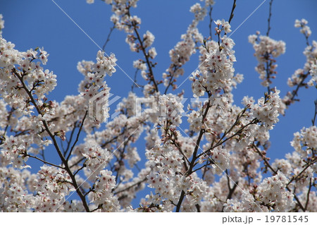 桜 桜 19781545