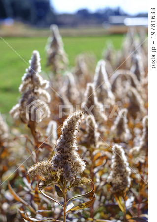 セイタカアワダチ草　セイタカアワダチソウ 19781633