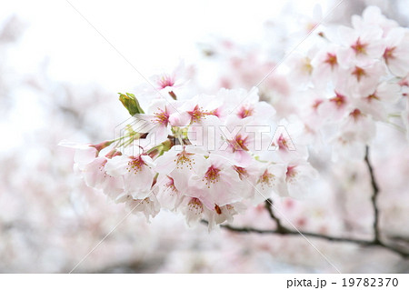 桜 19782370