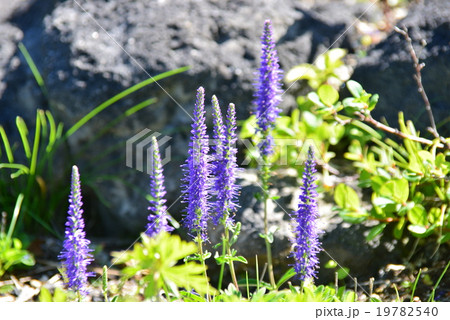 紫色の花 19782540