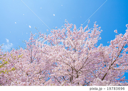 さくら満開 19783696