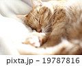 お休み中 19787816