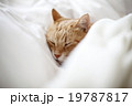 眠り猫 19787817