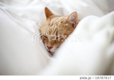 眠り猫 眠り猫 19787817