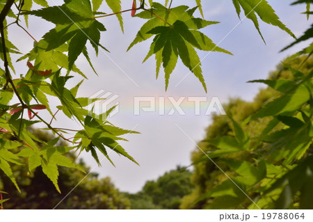 虹と紅葉 19788064