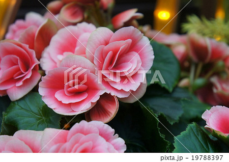 ベゴニア 19788397