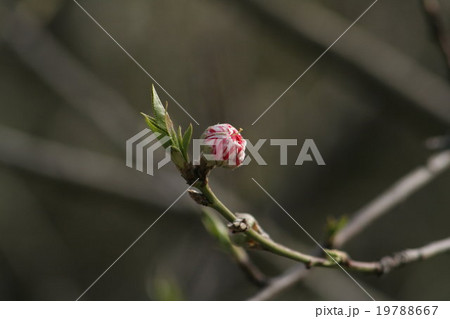 源平 (げんぺい、桃) その2。 Peach blossom 源平 (げんぺい、桃) その2。 Peach blossom 19788667