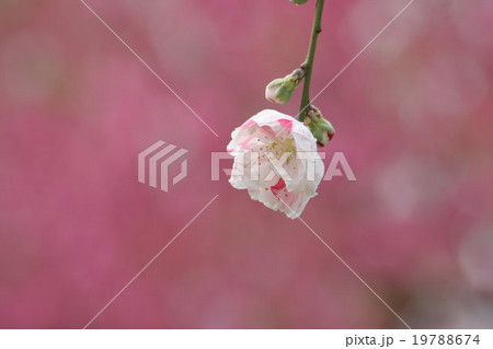 源平枝垂れ (げんぺいしだれ、桃) その2。 Peach blossom 19788674