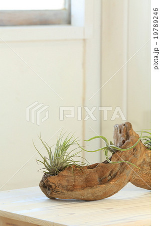 流木とエアープランツの写真素材