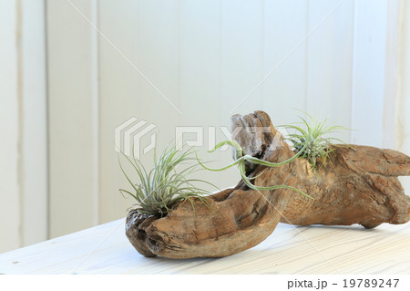 流木とエアープランツの写真素材