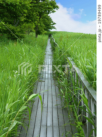 北海道 風蓮湖 北海道 風蓮湖 19789499