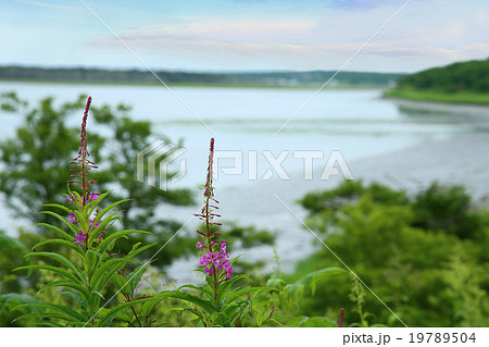 北海道 風蓮湖 北海道 風蓮湖 19789504