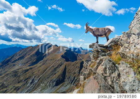 Ibex on rock in mountains 19789580