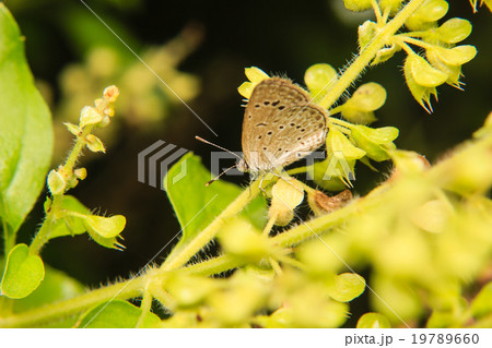 Butterfly on plant 19789660