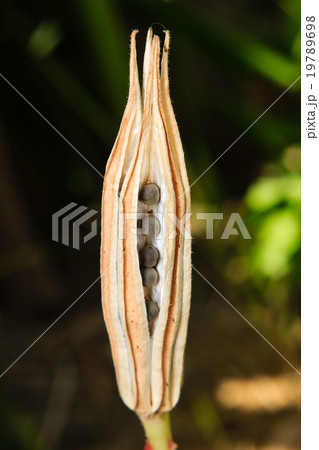 Close up of Dried Okra or lady finger in nature 19789698