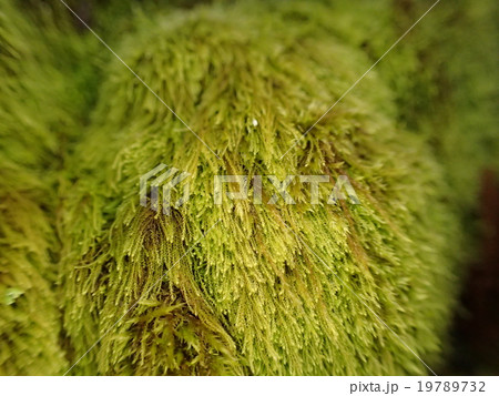 苔 苔 19789732