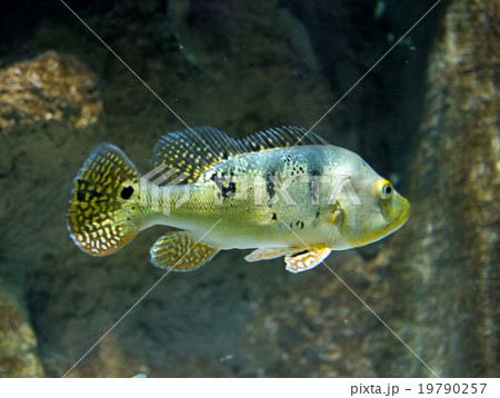 Cichla Azul river fish underwater Cichla Azul river fish underwater 19790257