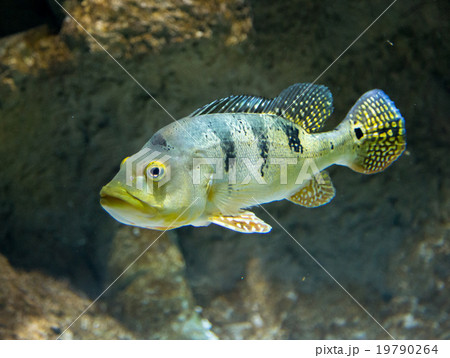 Cichla Azul river fish underwater Cichla Azul river fish underwater 19790264