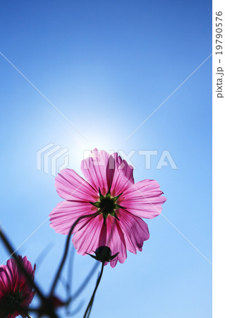 コスモス029 19790576